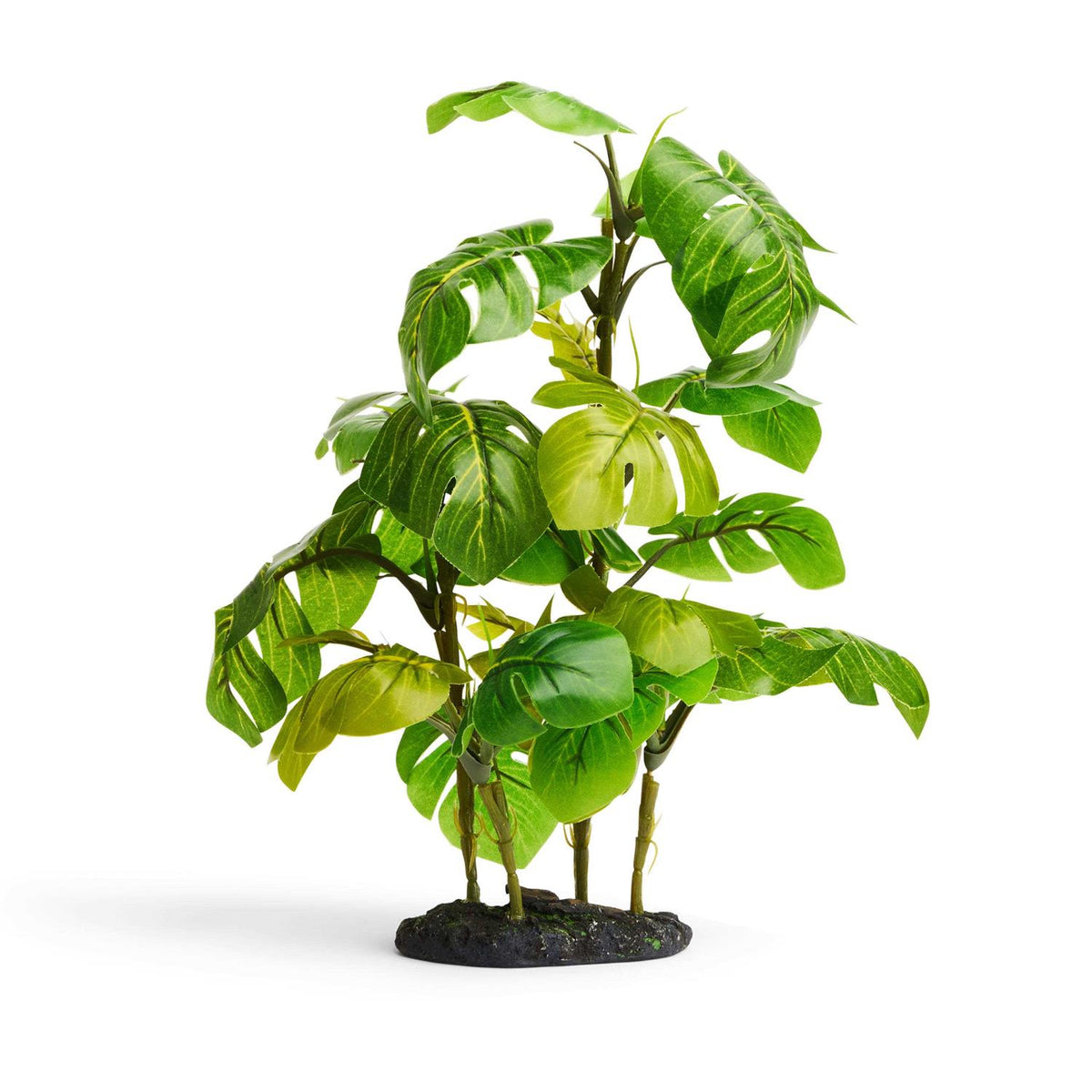 Araceae Plant Terrarium Decor N533662