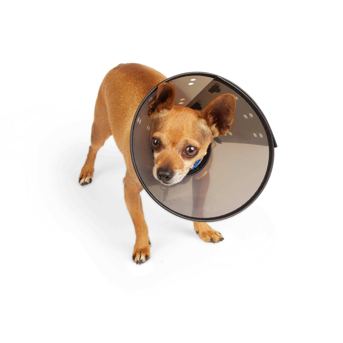 Recovery Cone Collar U842