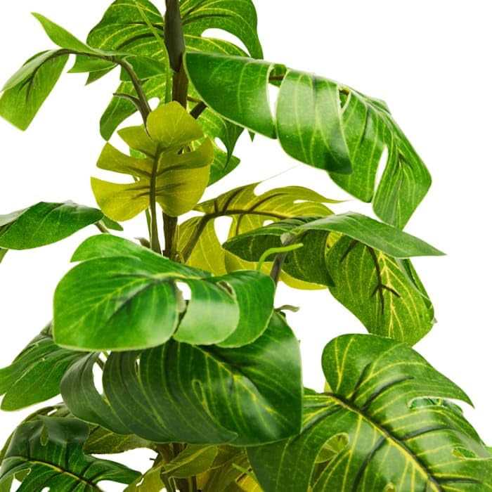 Araceae Plant Terrarium Decor N533662