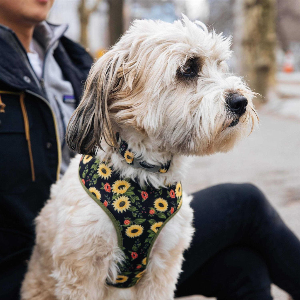 Adjustable Dog Collar B906921