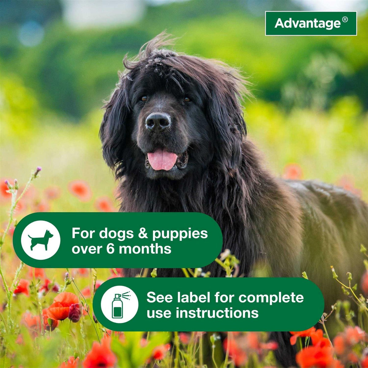 Flea & Tick Treatment Spray for Dogs H921